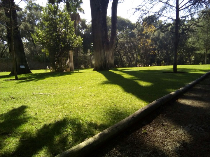 grass shadows