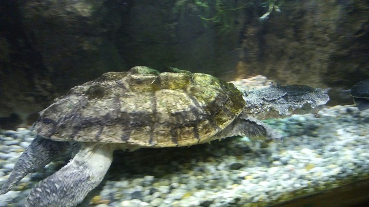 Mata Mata Turtle, Cape May Zoo