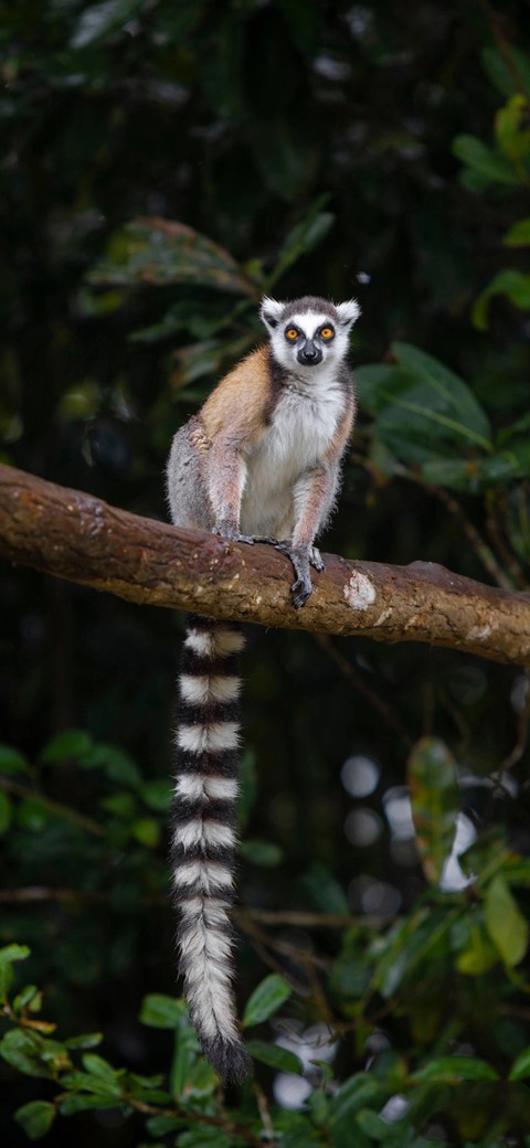 Animals, primate háttérképek