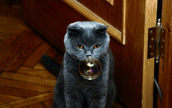 Cat and Bubble