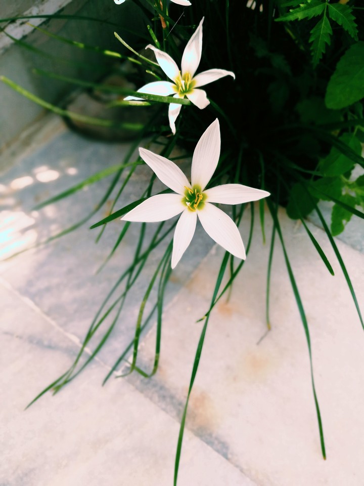 Sweetness of smell