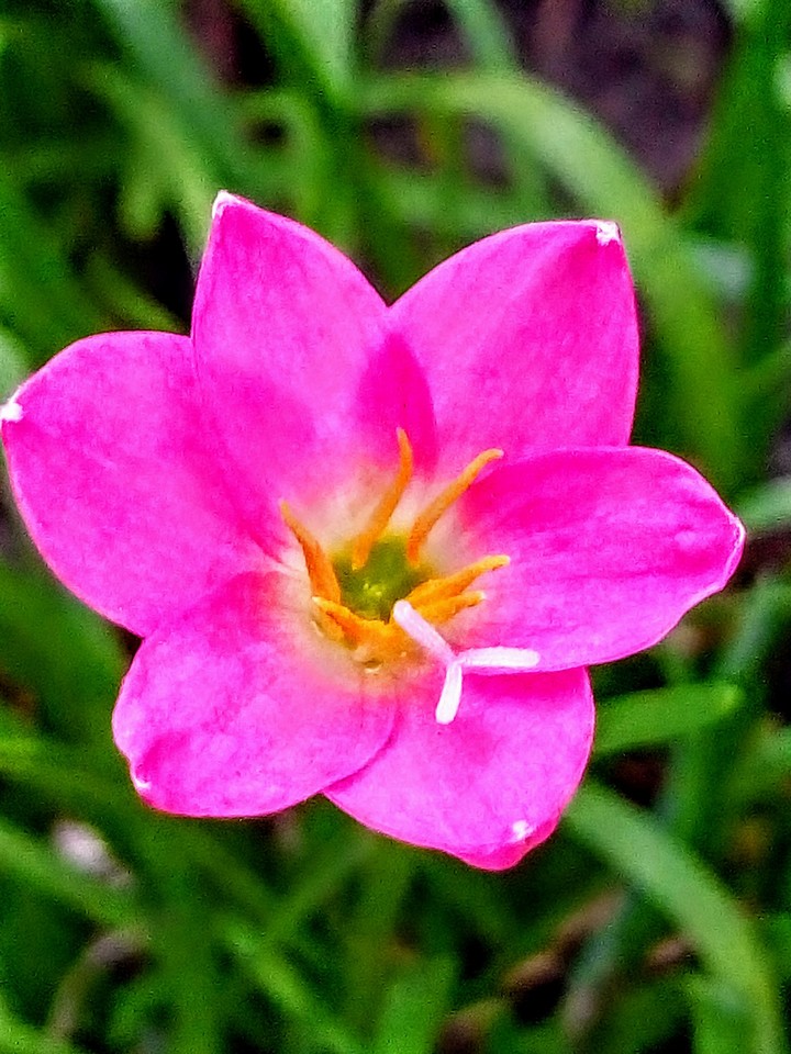 #pinkish #flowarish #sweet #colourfull #capture
