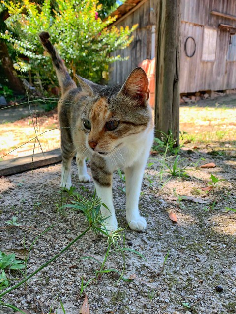 Cat