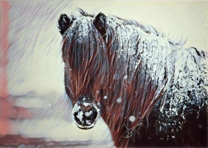 Beautiful Horse in Winter