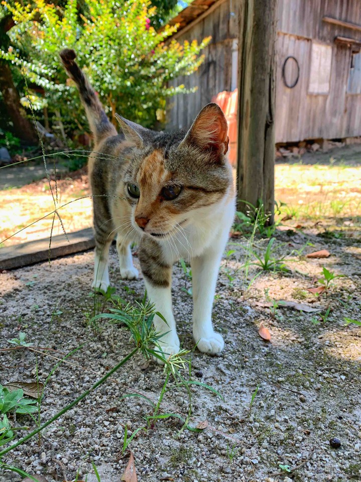 Cat
