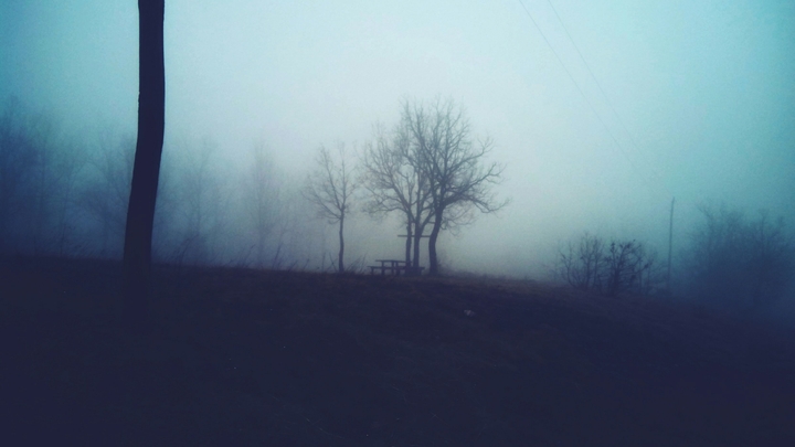 Fog in the forest