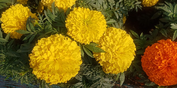 The Marigold flower