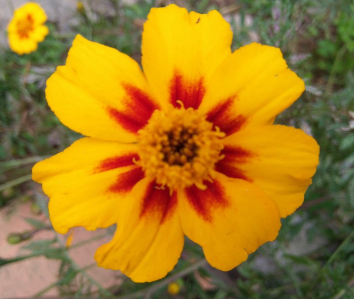 Red In Yellow
