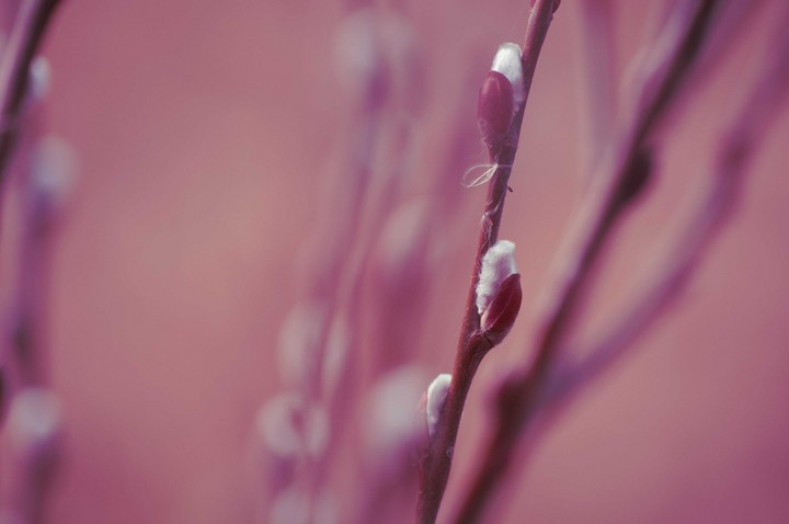 Pink Pink Pink
