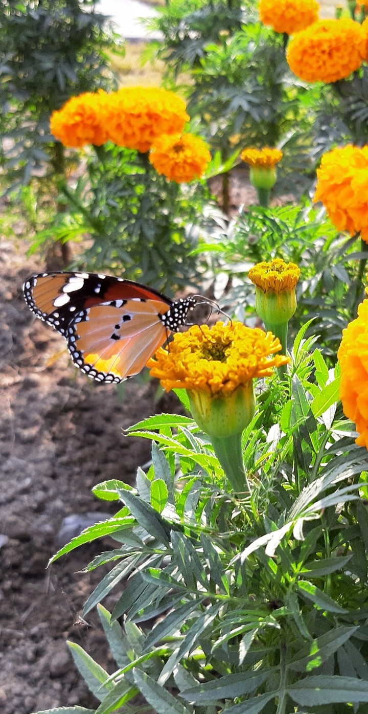 Butterfly