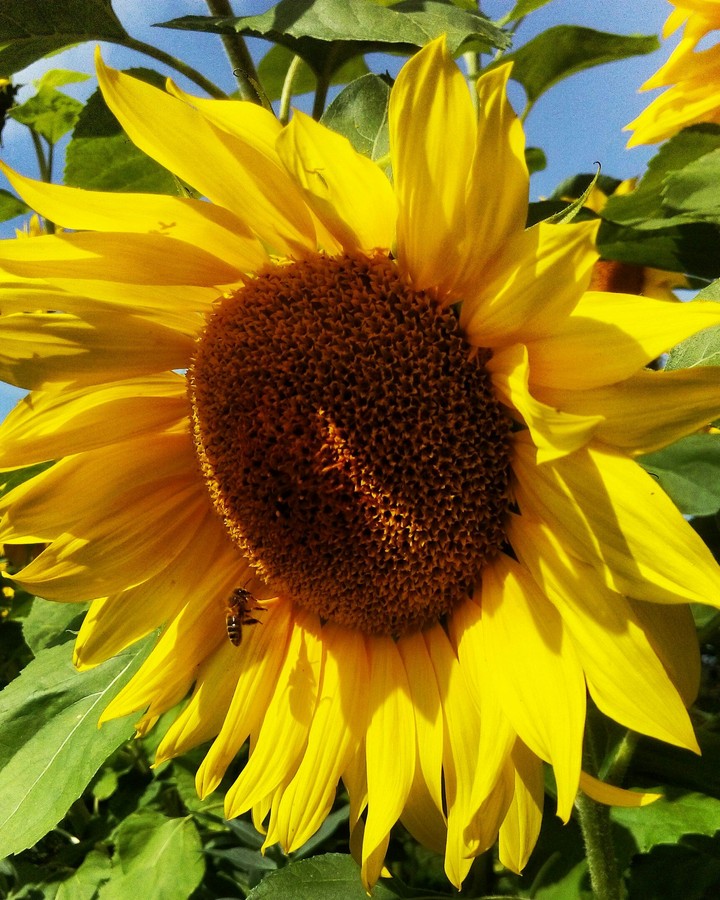flover