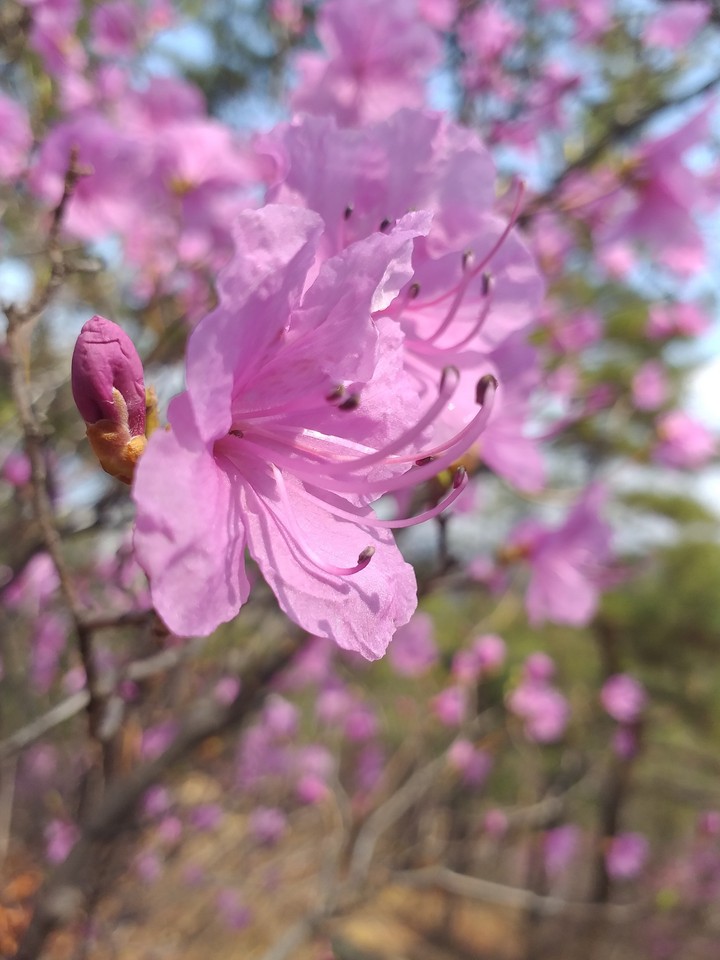 Ericaceae