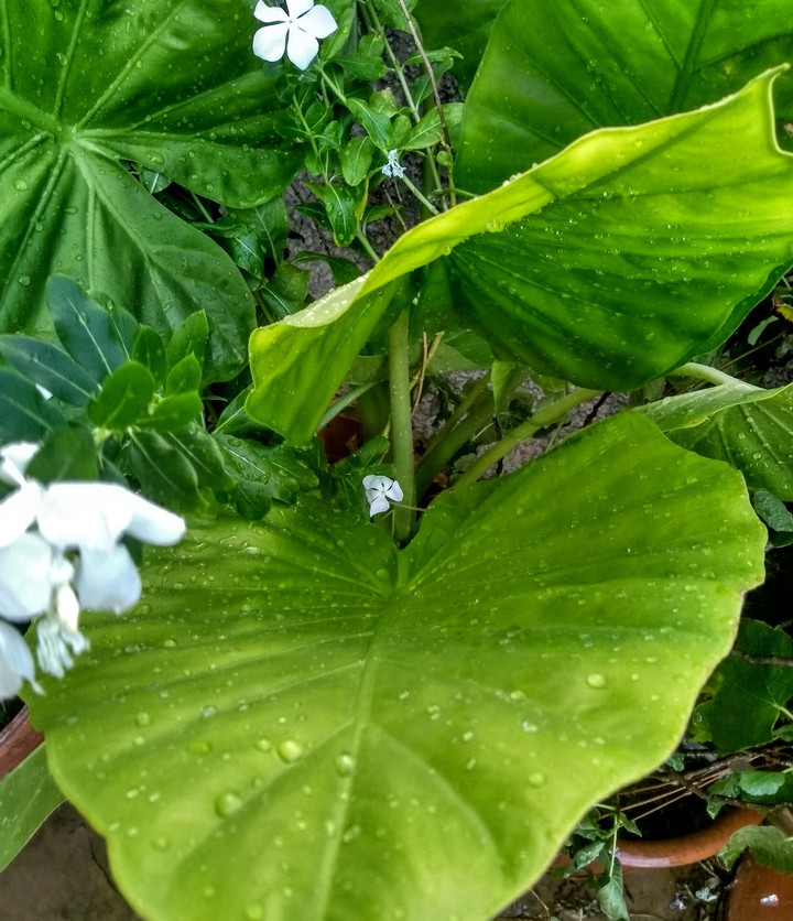 Lost in Green