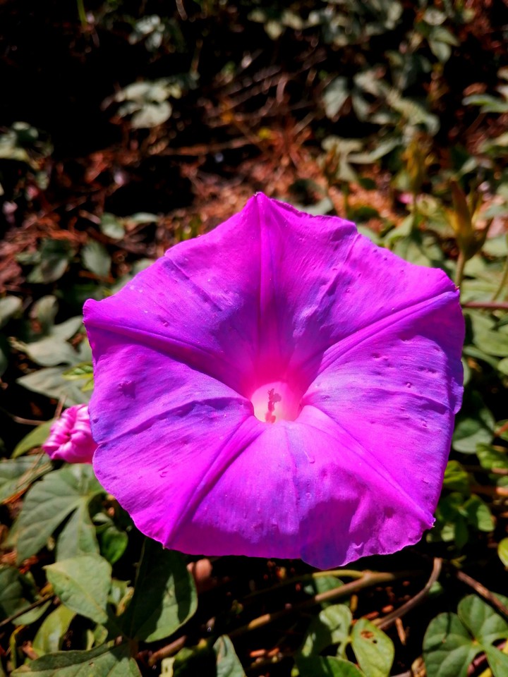 Flor de campanilla