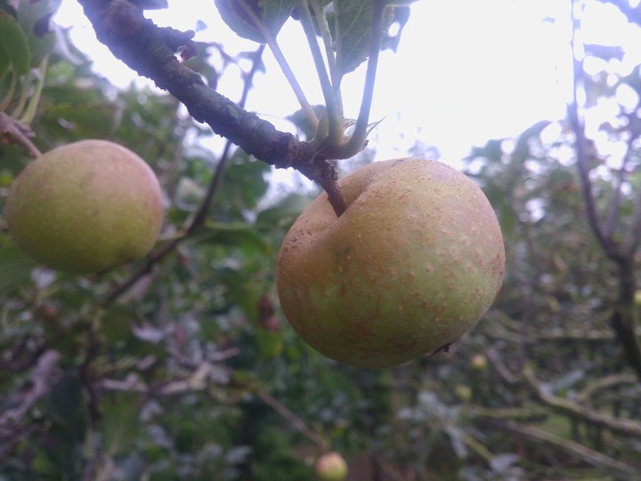 small Apple