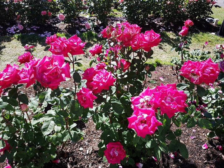 201806 rose garden in Portland