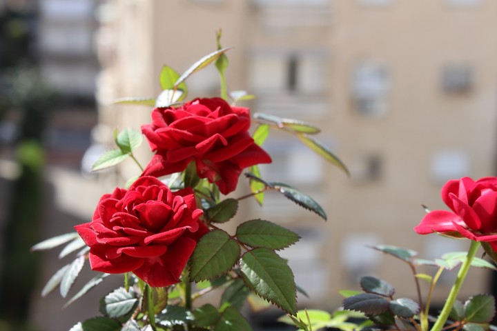 flowers