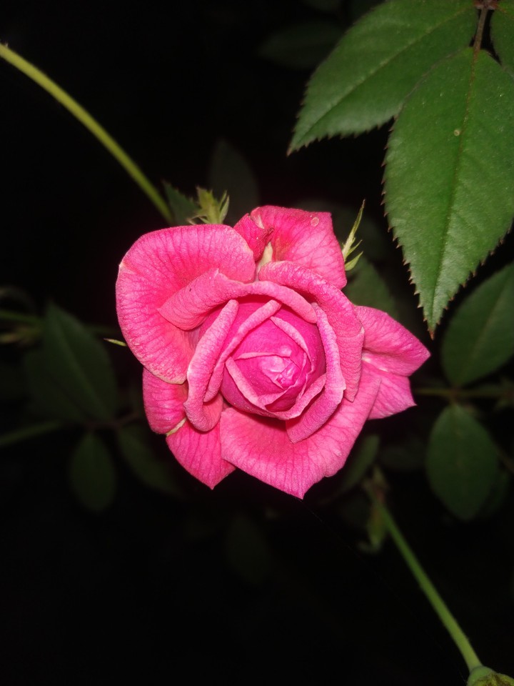 butter rose