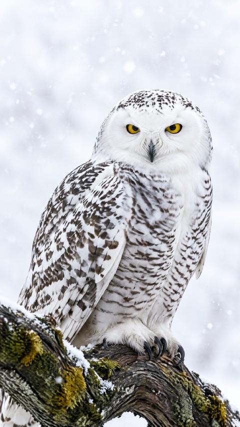 tapety winter, vertebrate