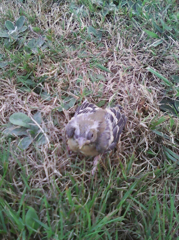 Goldfinch Chick