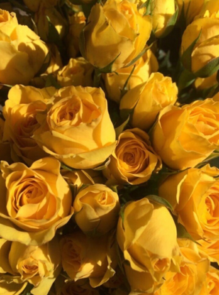 Roses