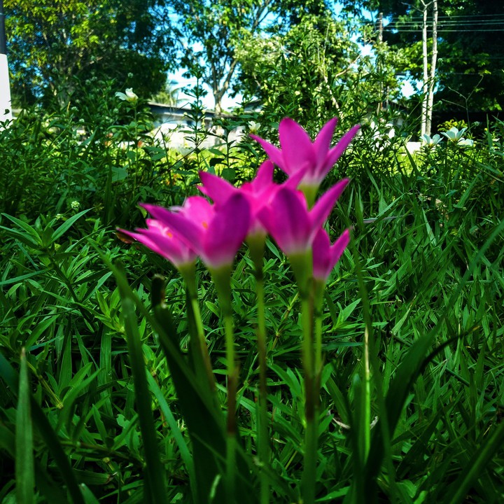 Pink flowers!