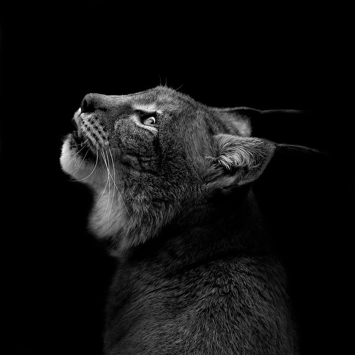 lynx