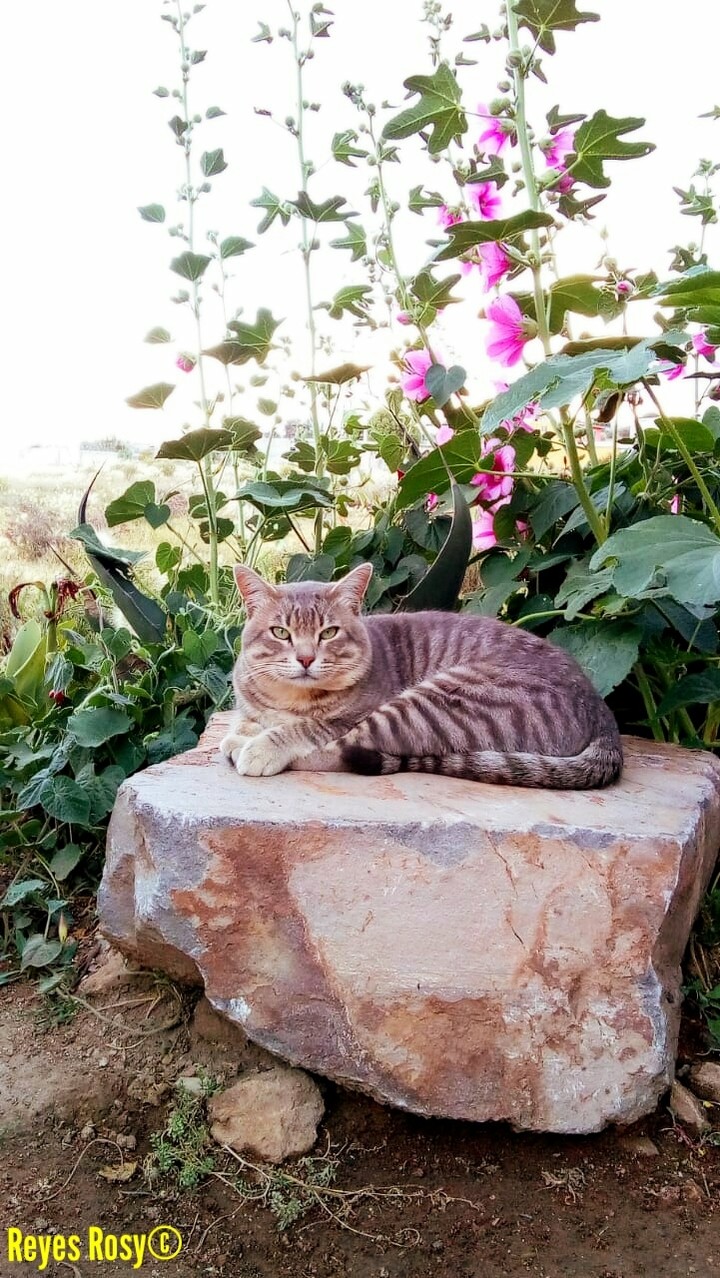 Gatito