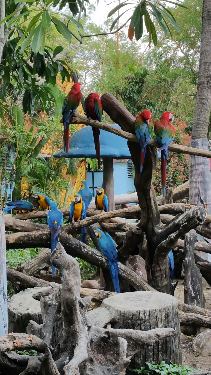 parrot