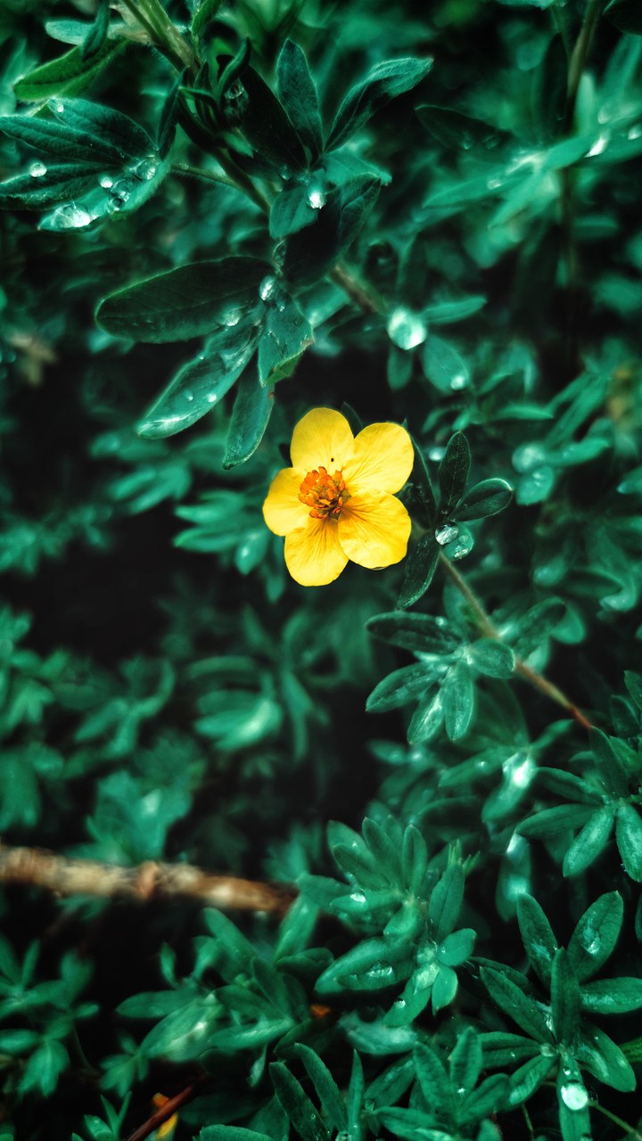 Altay flower
