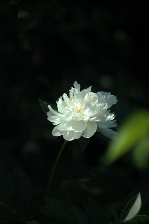 flower, rose वॉलपेपर