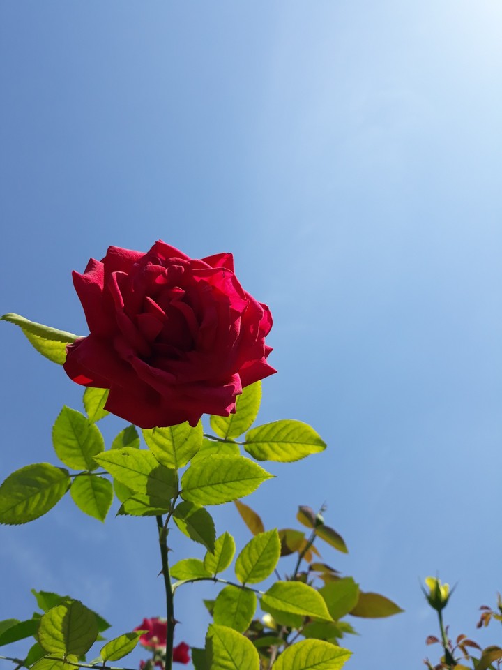 photo from my garden