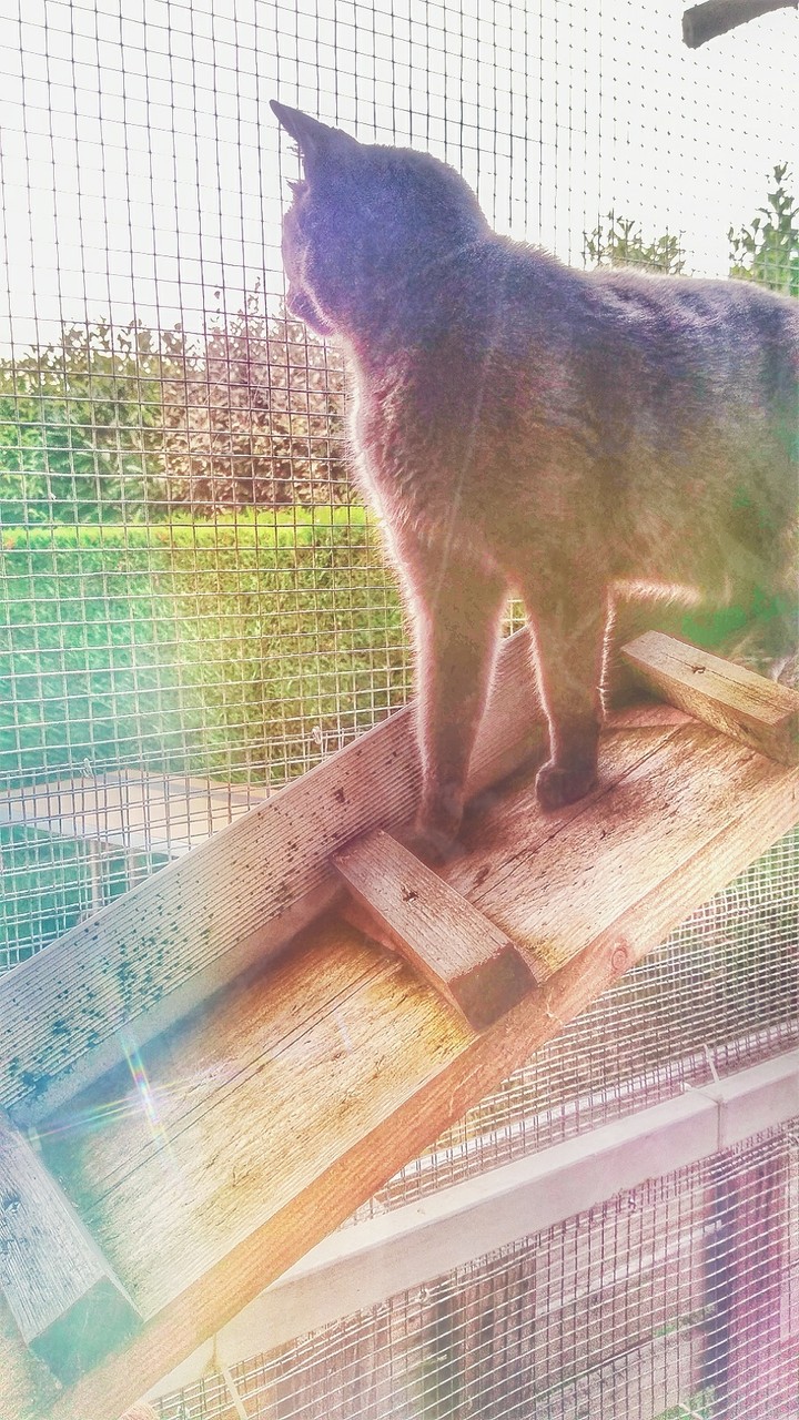 chat arc-en-ciel