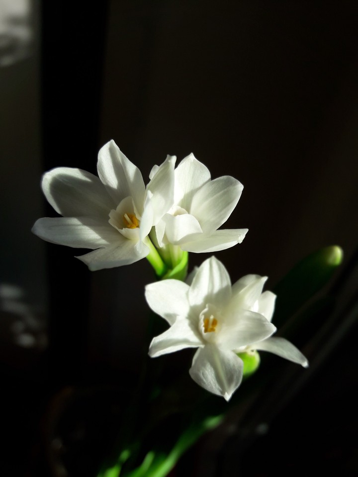 i fiori di Sam