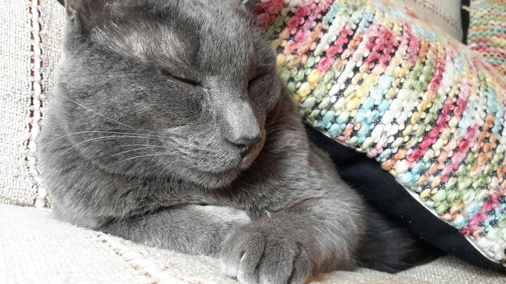 Gato