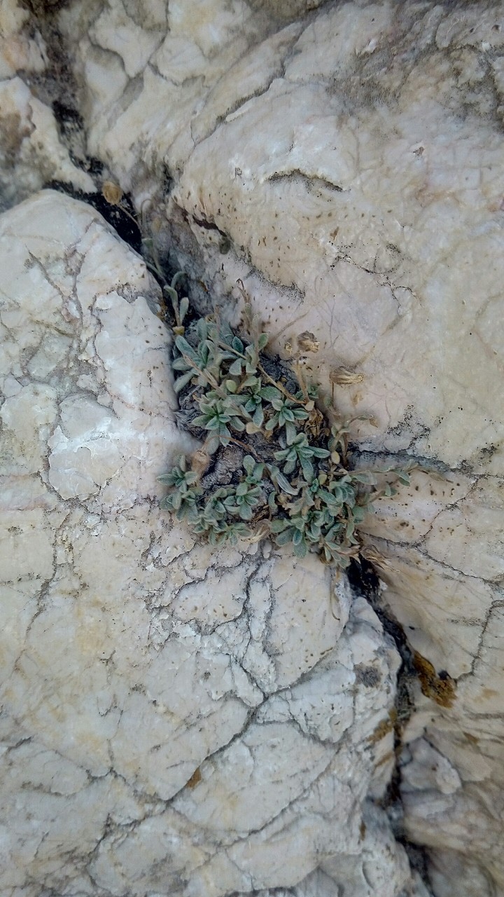 rock&plant