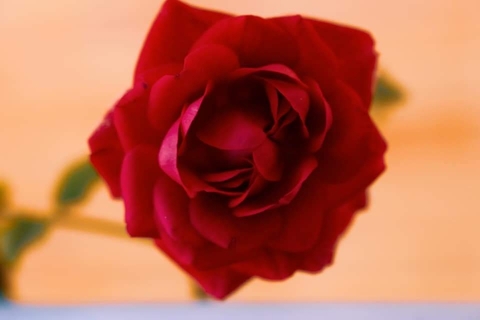 ταπετσαρίες petal, colours