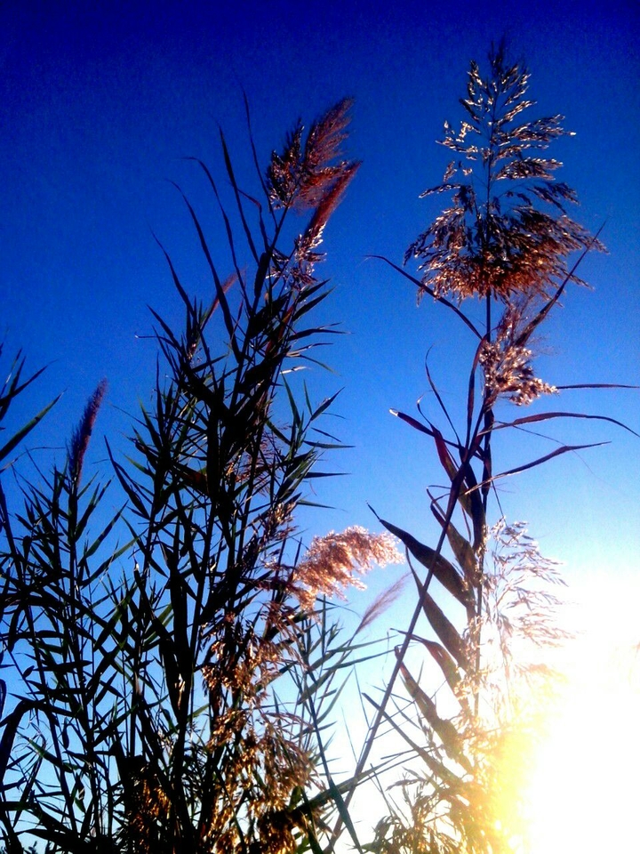 Sunshine