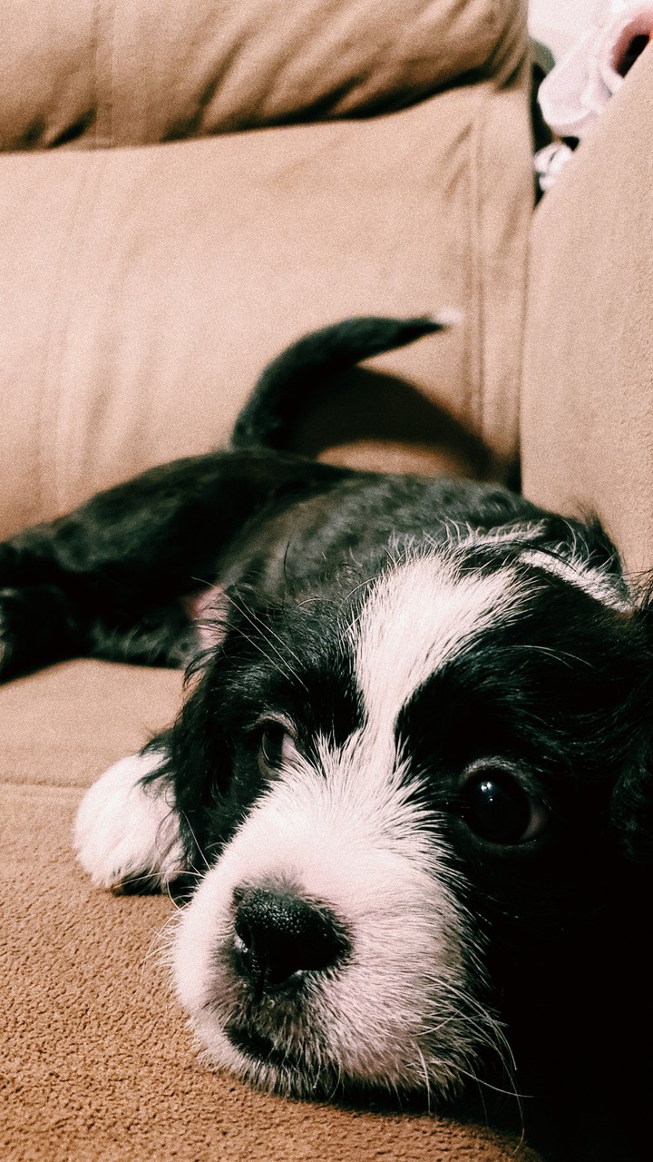 dog