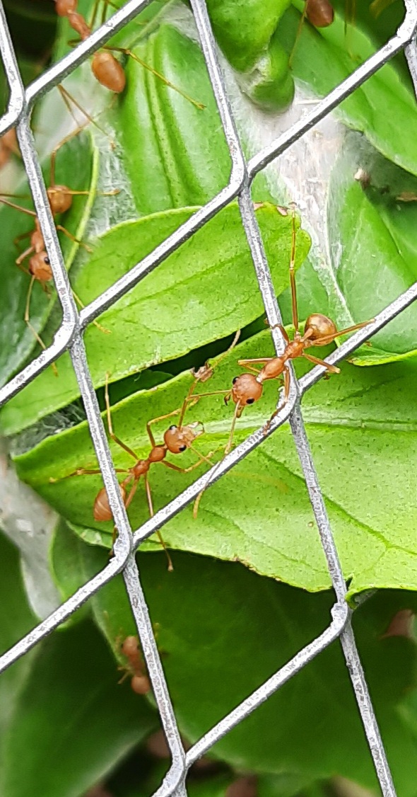 Red Ant Army