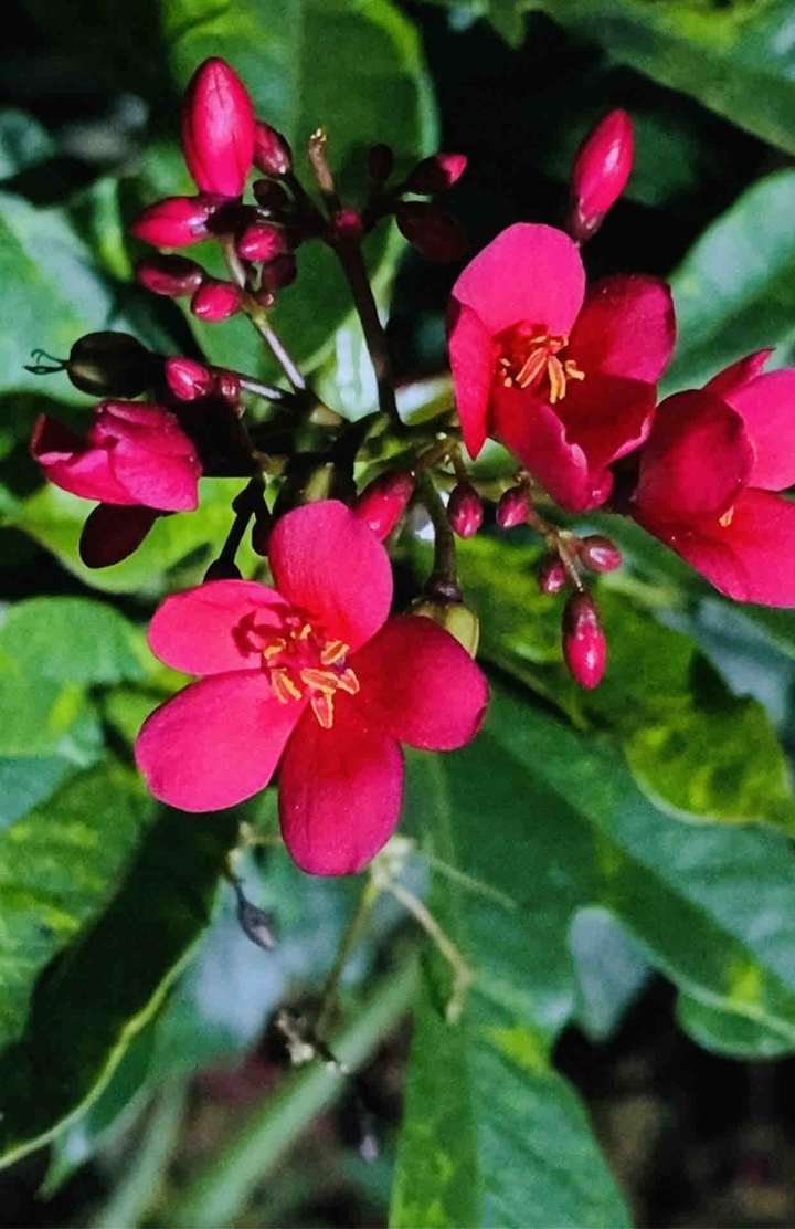 pink flowers