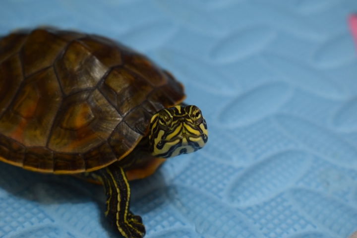 tortoise