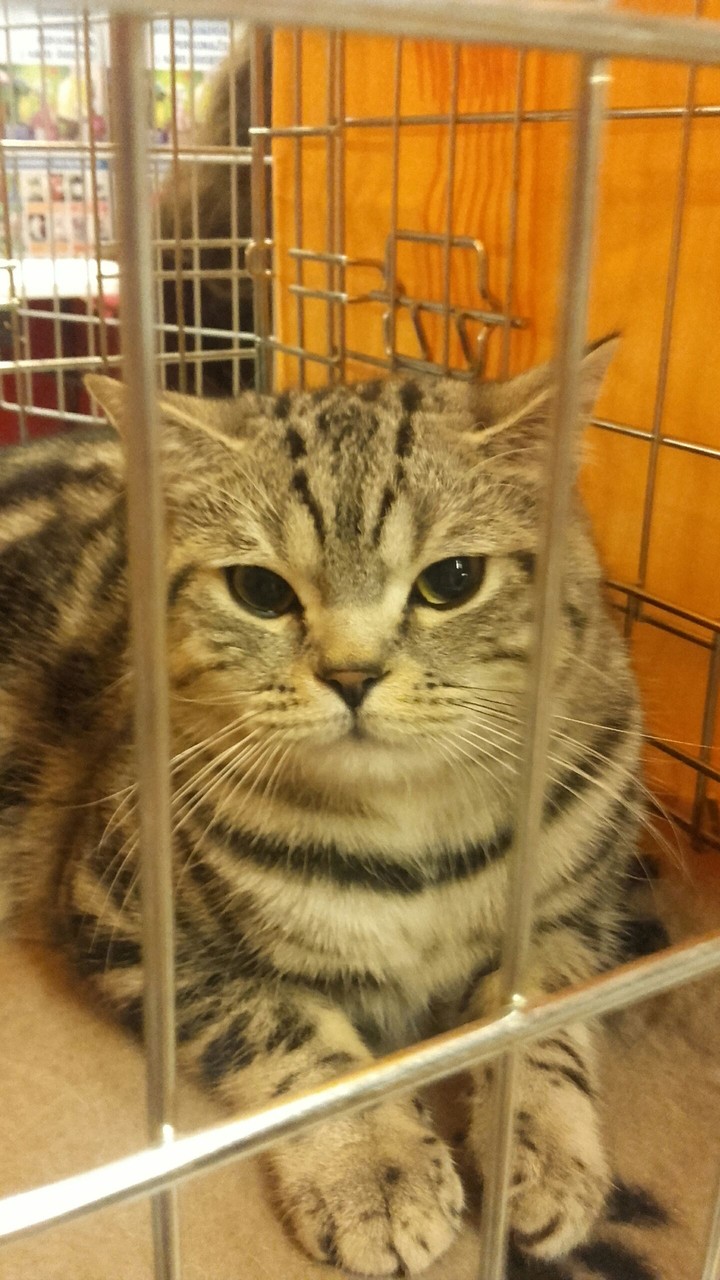 Cat ❤