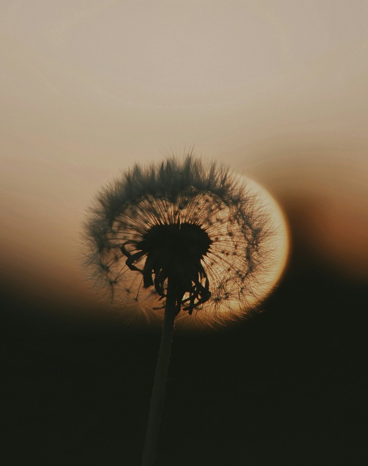 Dandelion