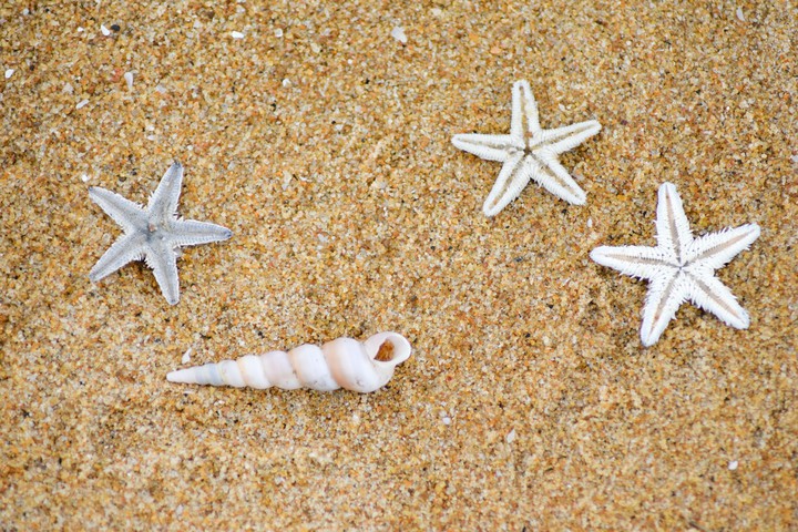 starfish