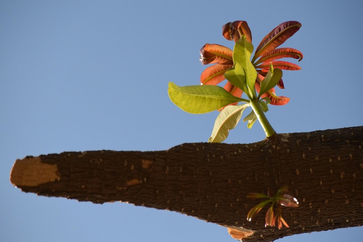 leaves like a flower