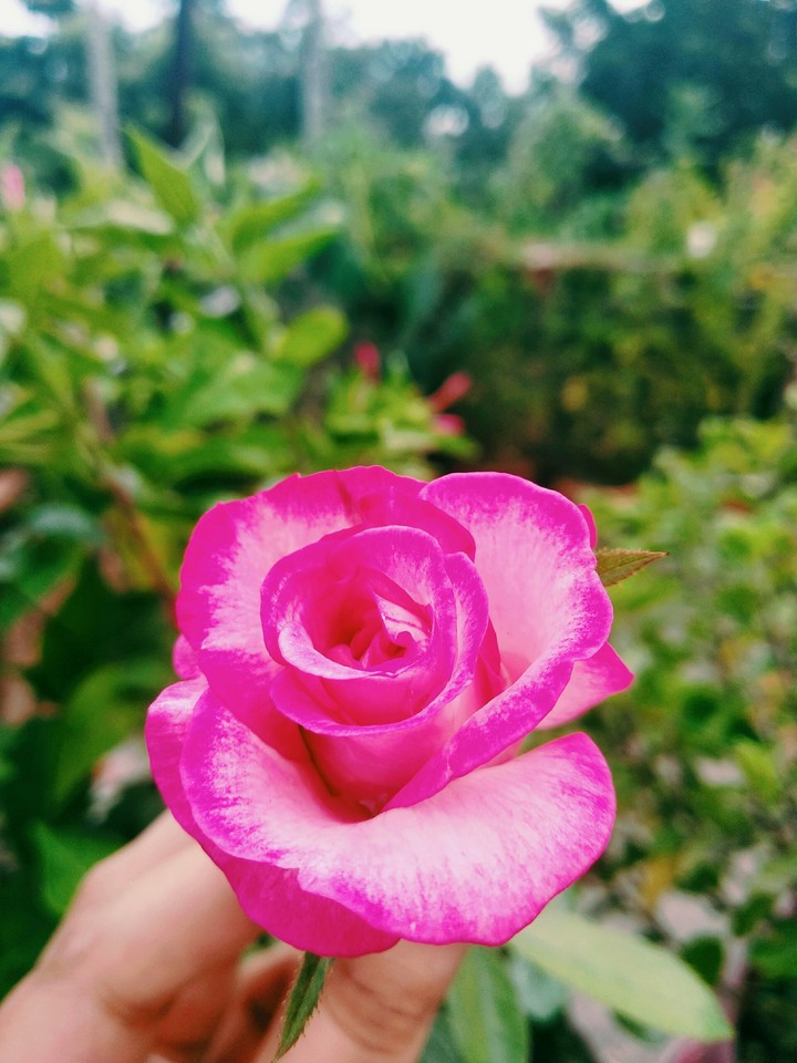 Rose