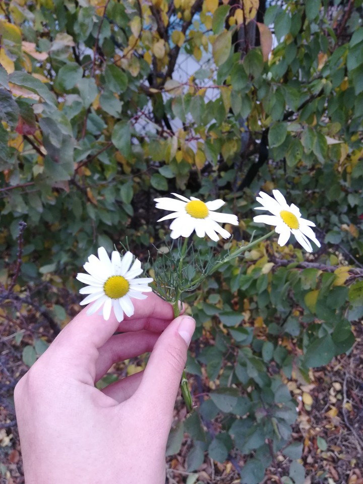 ромашка