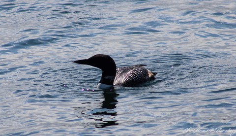 Loon