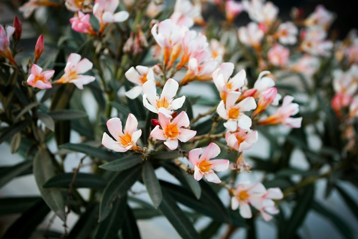 Beautiful Flowers